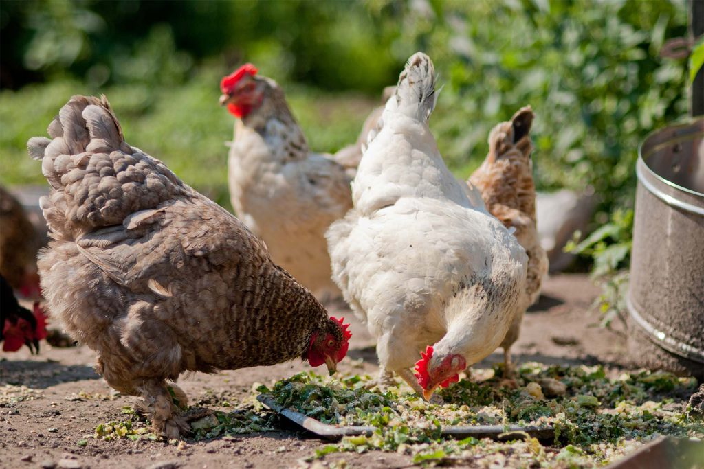 Can Chickens Eat Noodles?