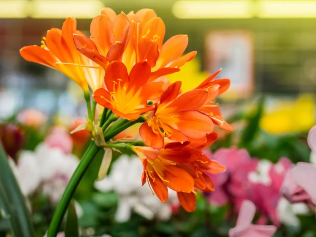 Colorful Clivia Plant