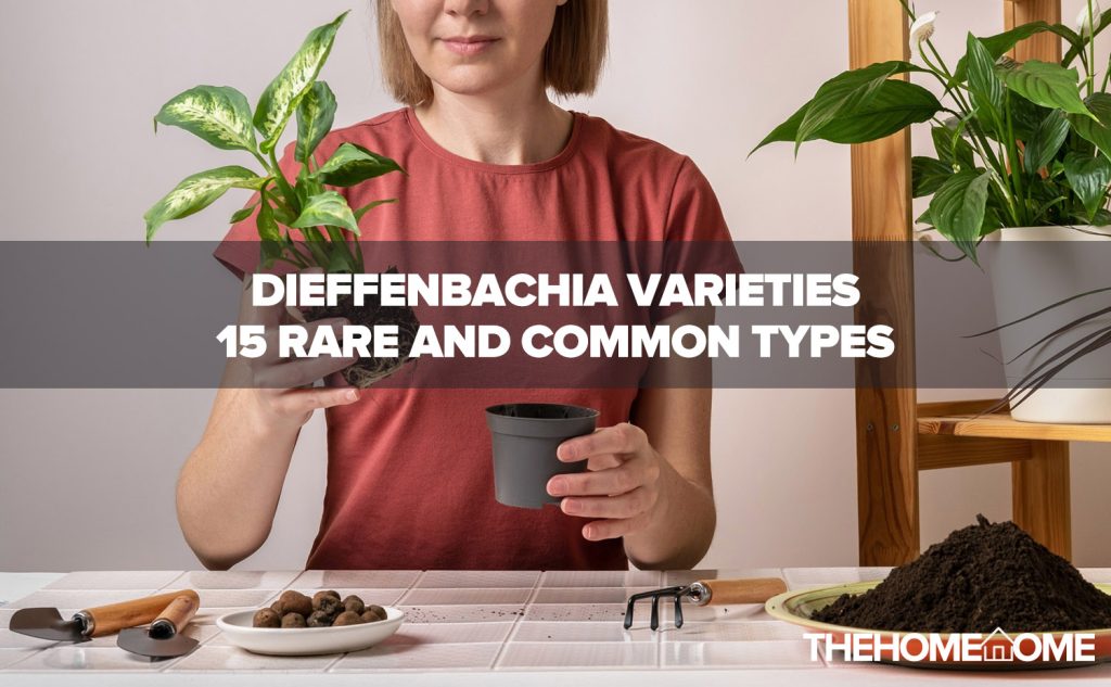 Dieffenbachia Varieties