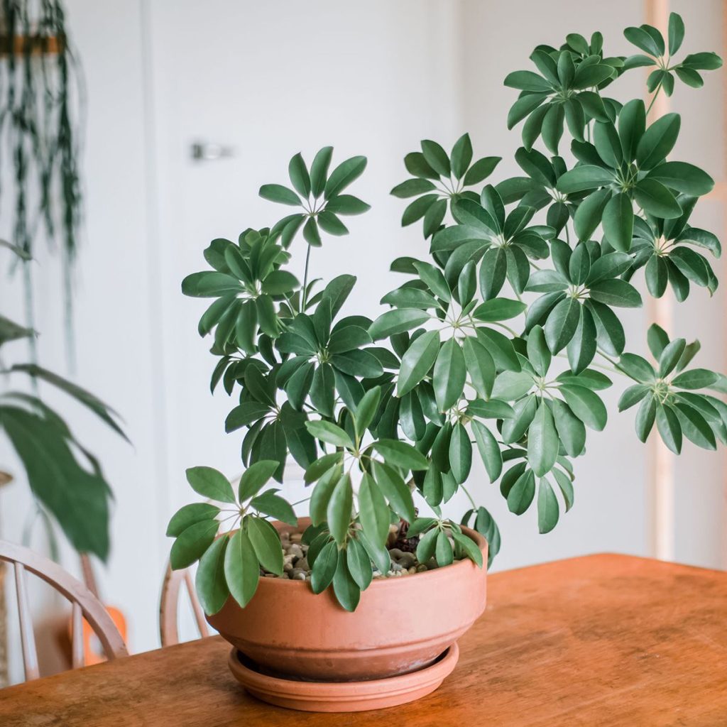 Why Is My Dwarf Umbrella Tree Dying?