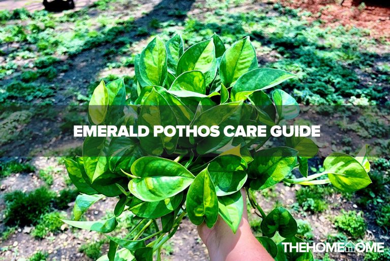 Emerald Pothos Care Guide