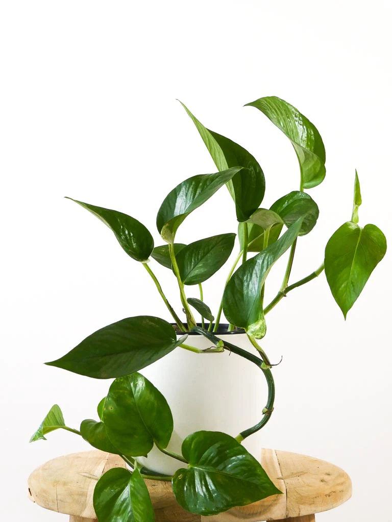 Pothos plants