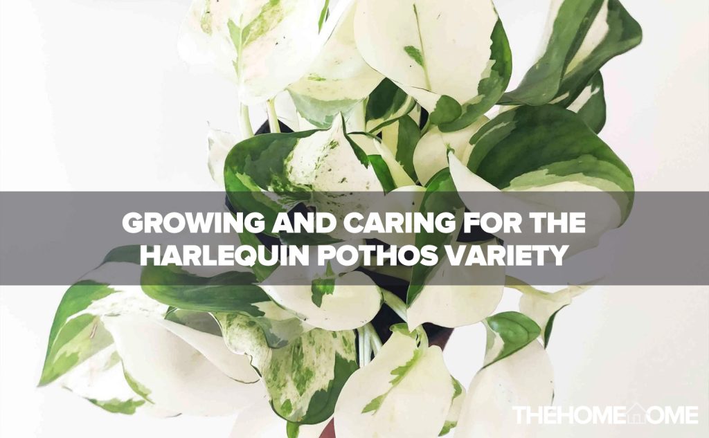 Growing and caring for the harlequin pothos variety
