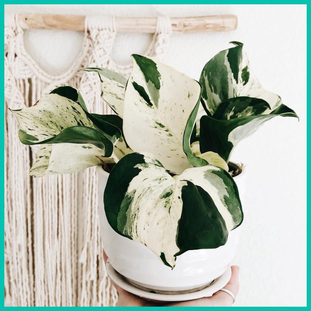 Harlequin pothos care guide