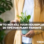 How Not to Kill Your Houseplants: 20 Tips For Plant Parents