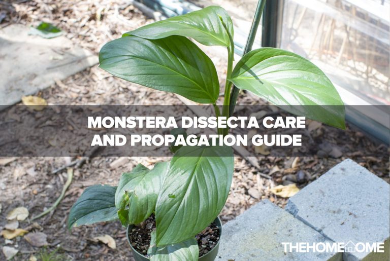 Monstera Dissecta Care & Propagation