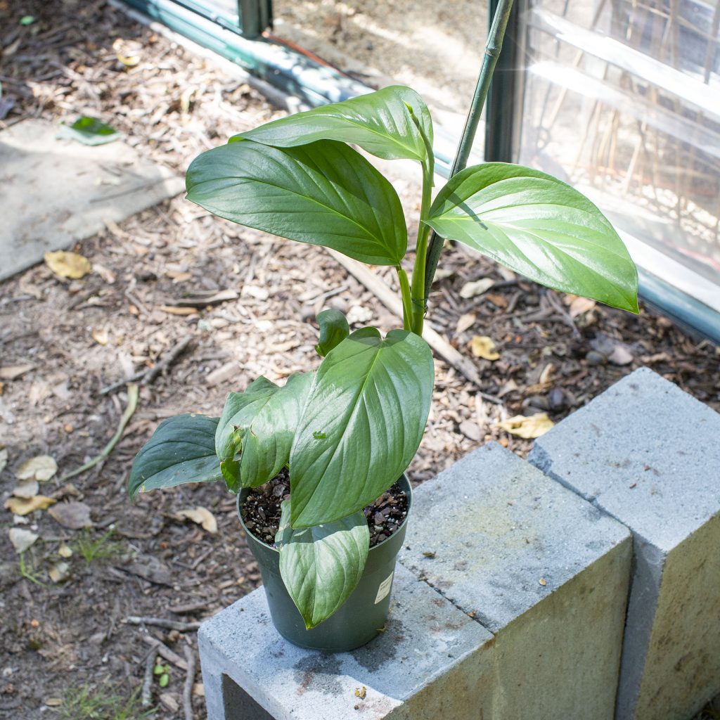 Monstera Dissecta Propagation And Care Guide (2022)