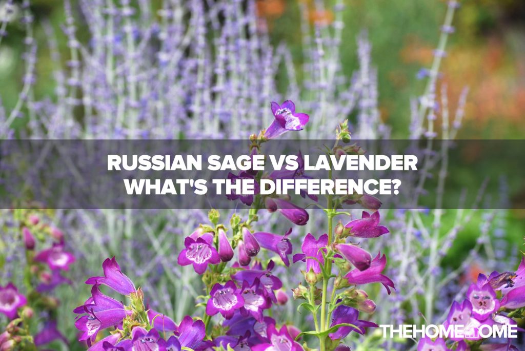 Russian sage vs lavender