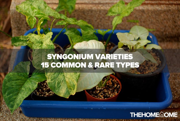 Syngonium Varieties: 15 Common & Rare Types Of Synognium Arrowhead Plant Varieties TheHomeTome