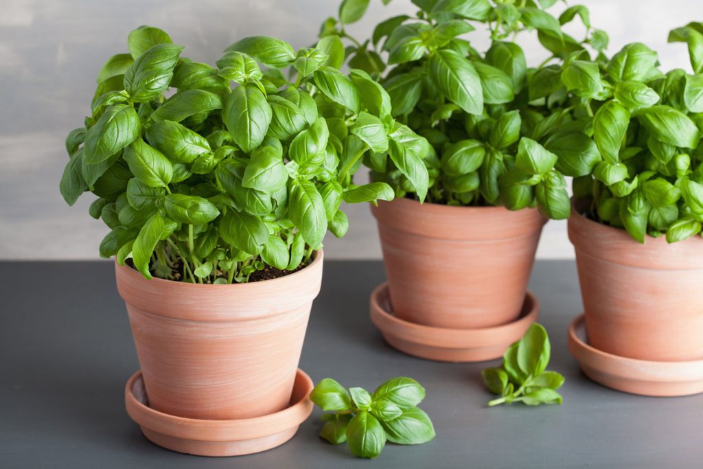 Unglazed clay pots