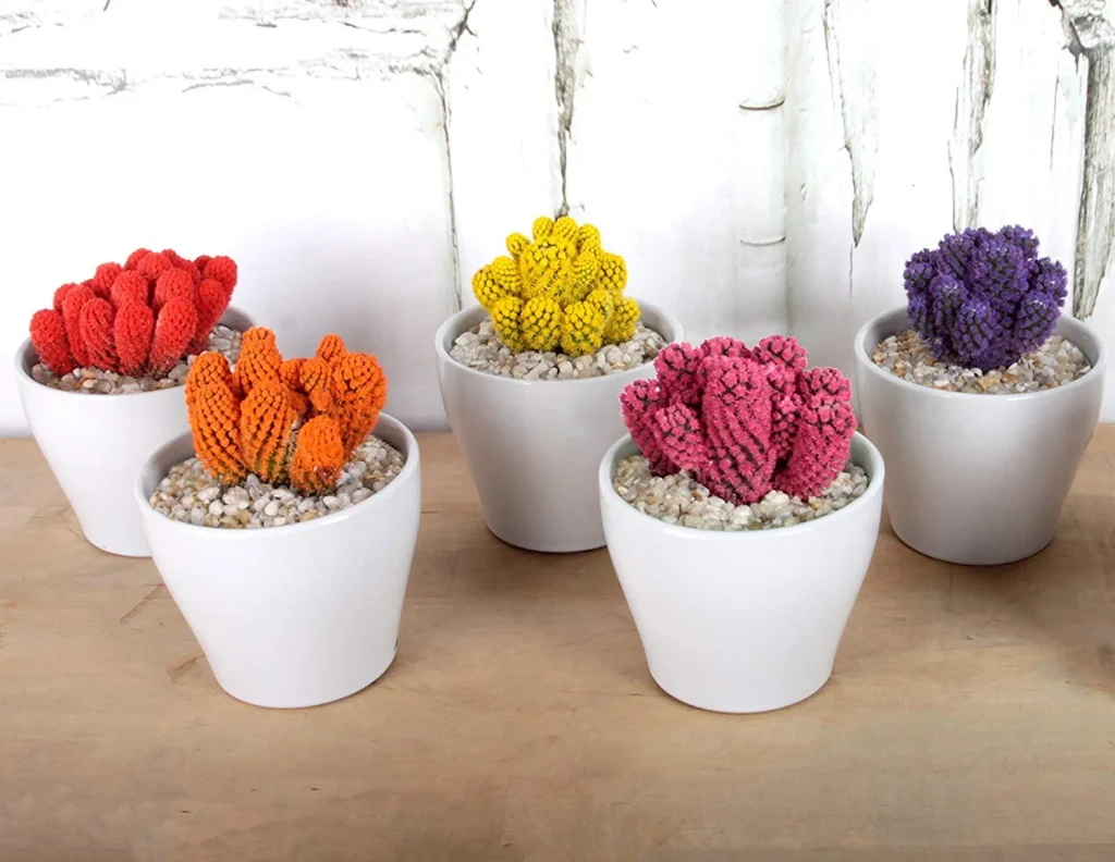 Desert Gems Cacti