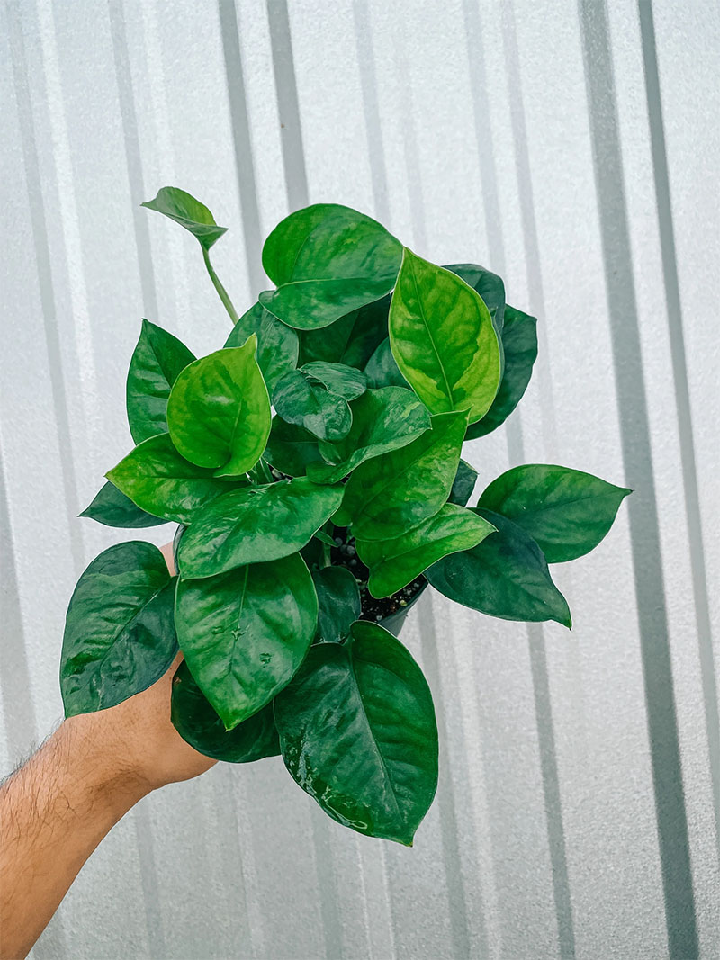 How to grow emerald pothos