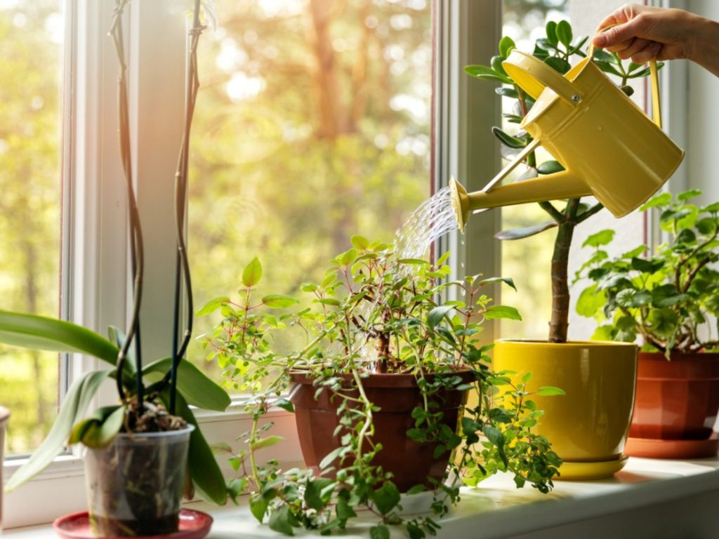 Purchase Plants That Do Well Indoor 