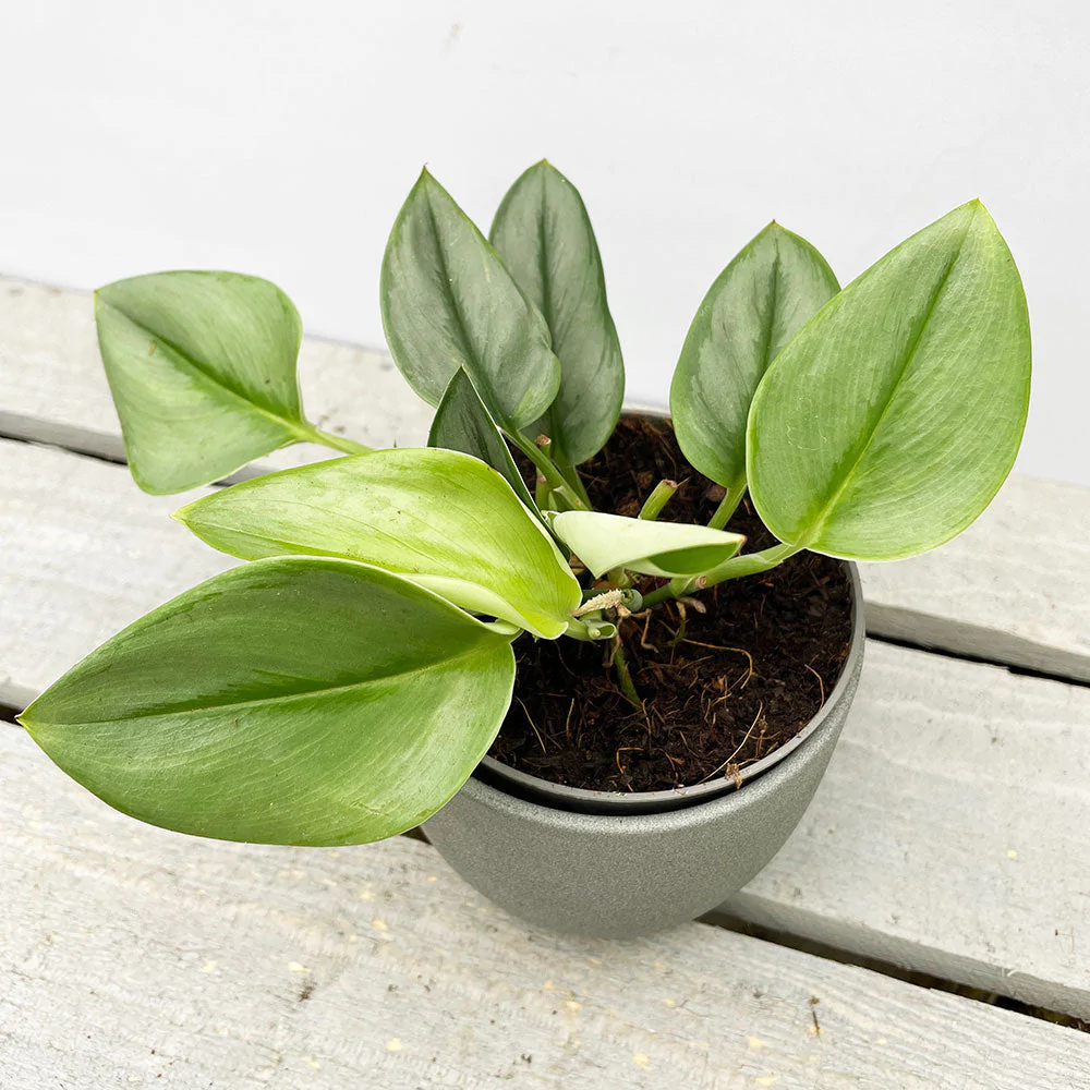 17 common and rare pothos types to grow today