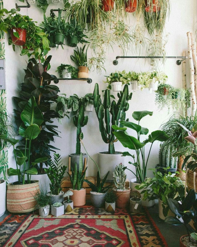 Purchase Plants That Do Well Indoor