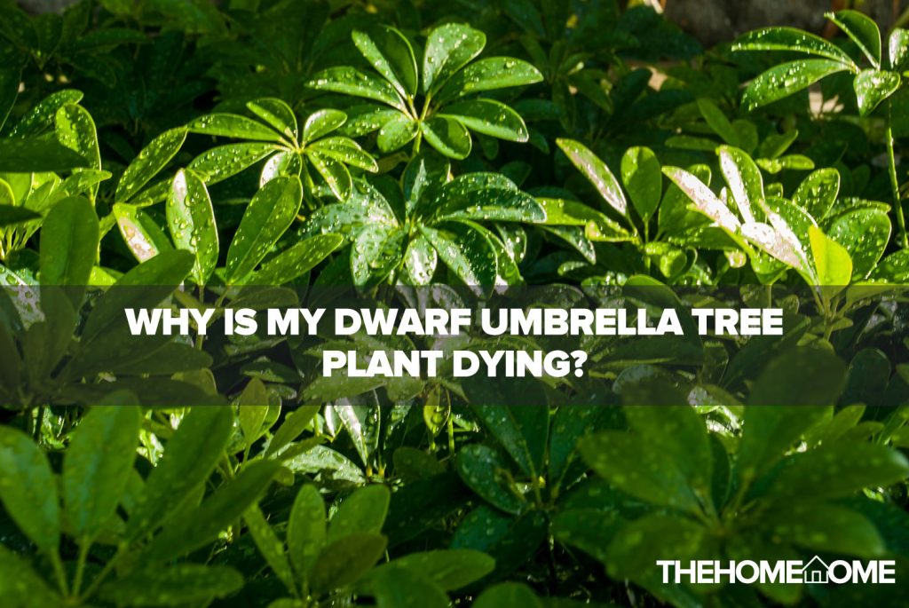 Why Is My Dwarf Umbrella Tree PLANT Dying?