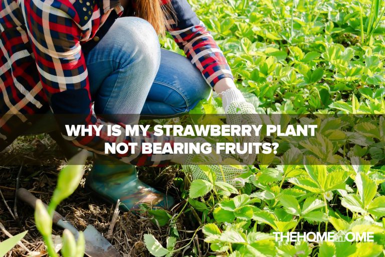 Why Is My Strawberry Plant Not Bearing Fruits? (5 Reasons)