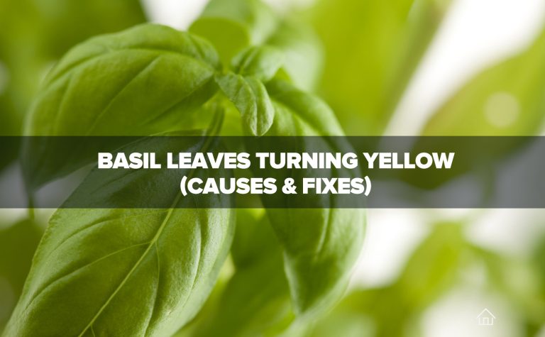 Basil Leaves Turning Yellow (Causes & Fixes)