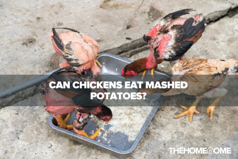 Can Chickens Eat Mashed Potatoes