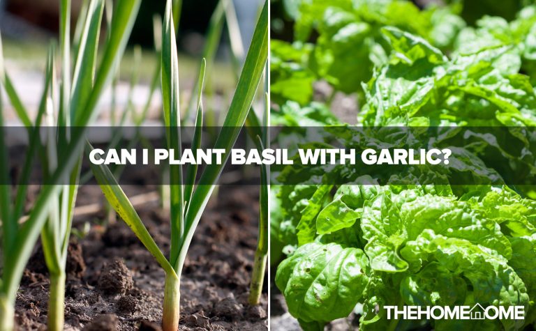 Can I Plant Basil With Garlic?