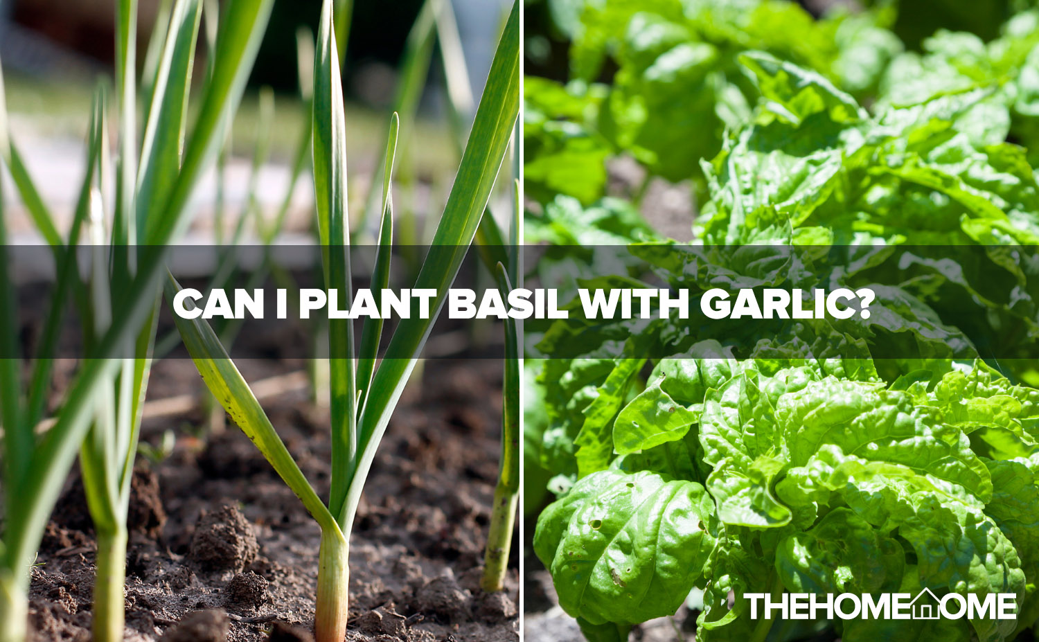 can-i-plant-basil-with-garlic-the-home-tome