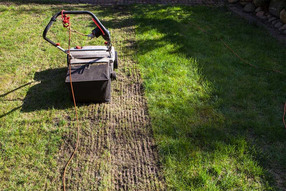 Pros and cons of dethatching lawns