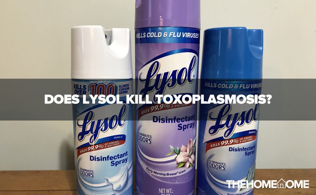 Does Lysol Kill Toxoplasmosis? (Disinfectants That Kill Toxoplasmosis)