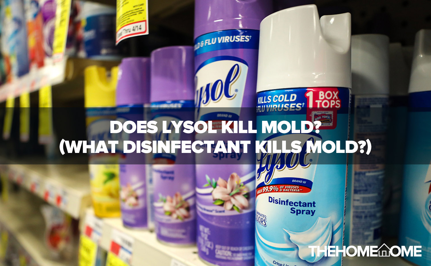 Does Lysol Kill Mold? (What Disinfectants Kill Mold?) The Home Tome