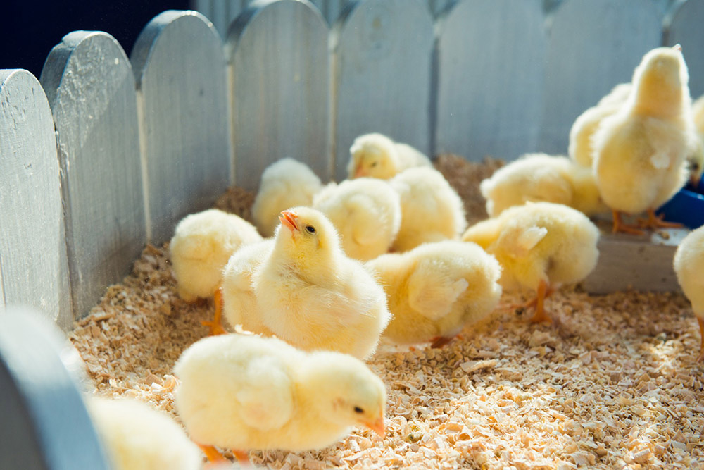 Can Chickens Eat Mashed Potatoes?