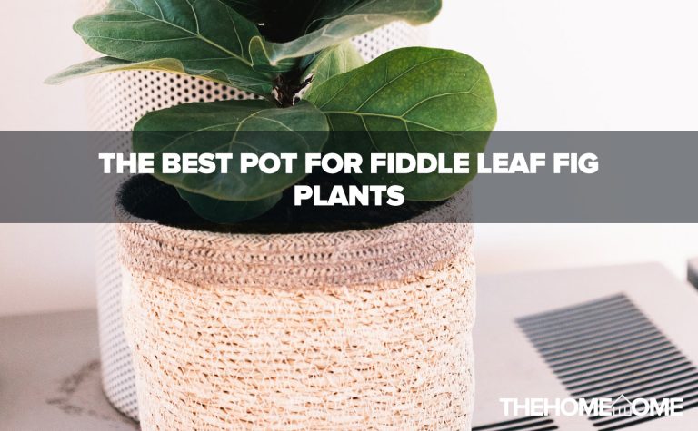 The Best Pot For Fiddle Leaf Fig Plants