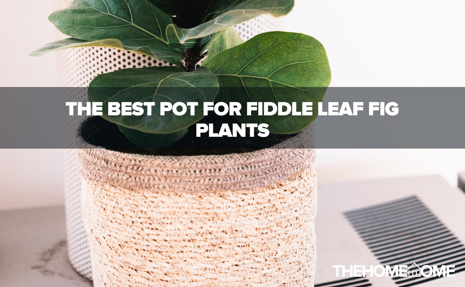 The Best Pot For Fiddle Leaf Fig Plants (2022) The Home Tome