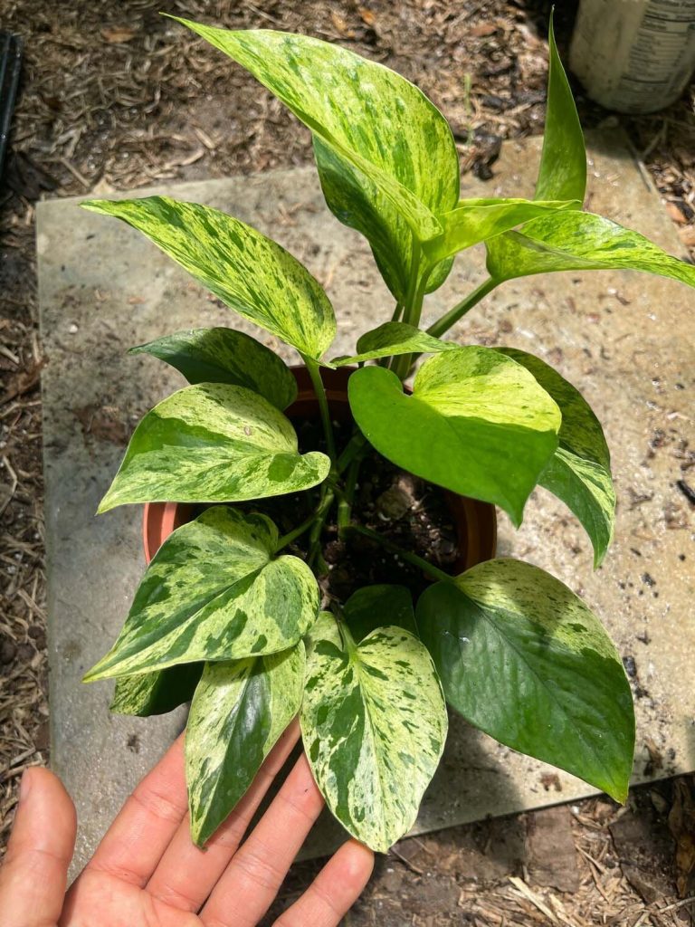 Jessenia Pothos Care And Propagation Guide