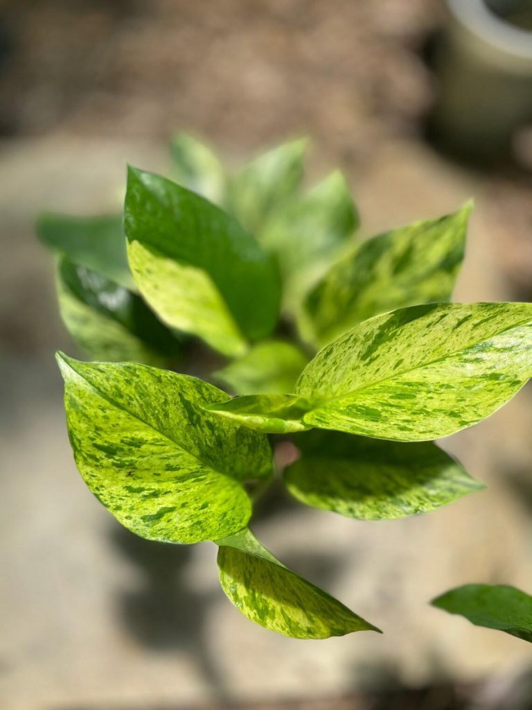 Jessenia pothos plant