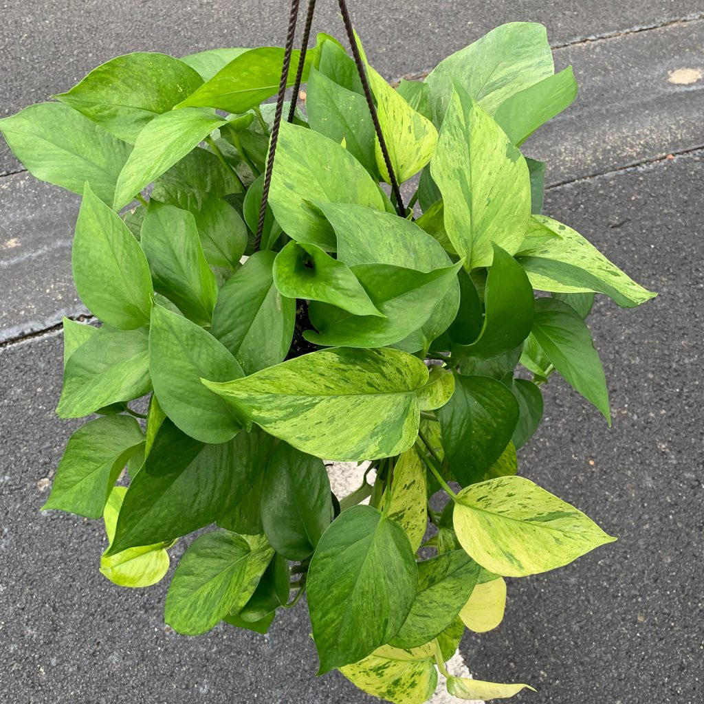 Jessenia Pothos Care And Propagation Guide