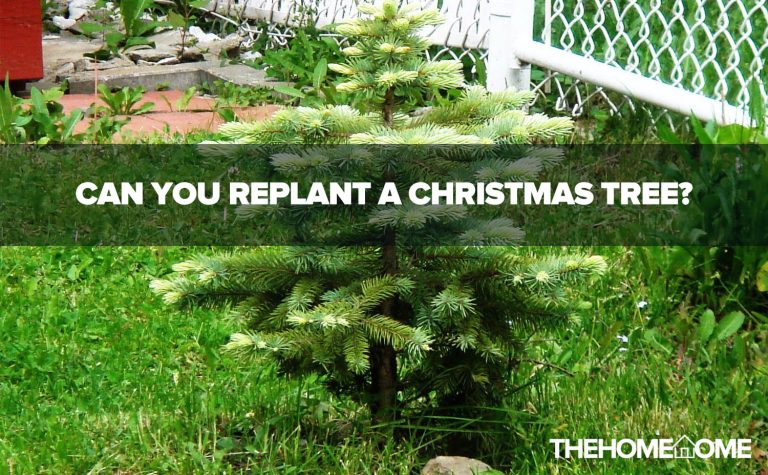 Can You Replant A Christmas Tree?
