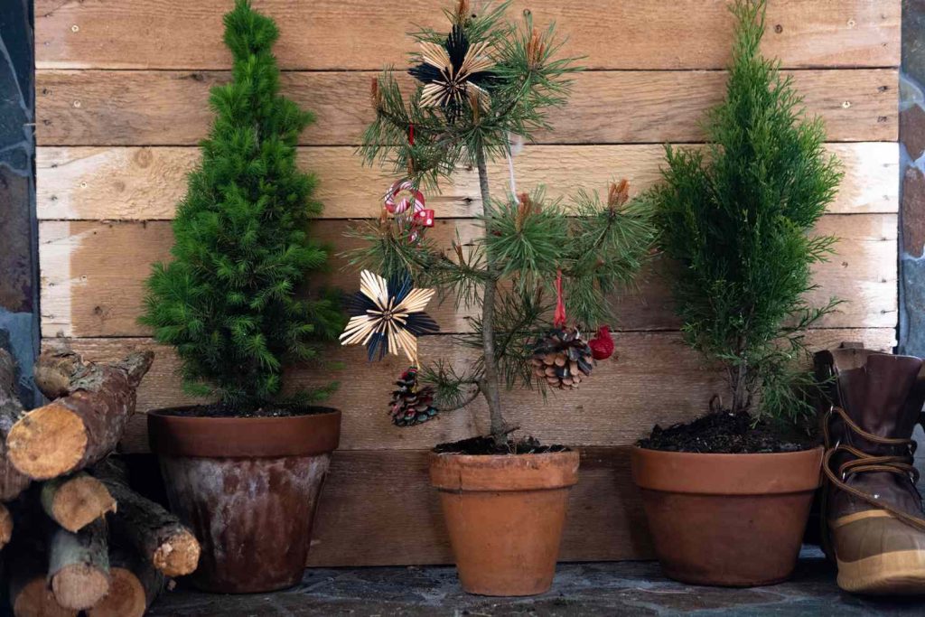 Tips for keeping replanted christmas trees alive and fresh