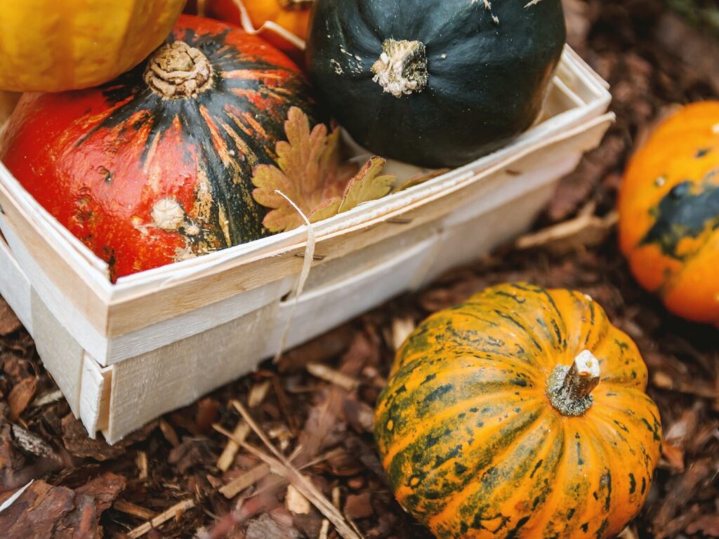Fall pumpkins in a white basket