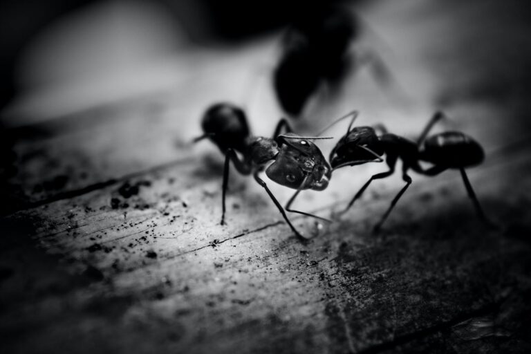 Black ants