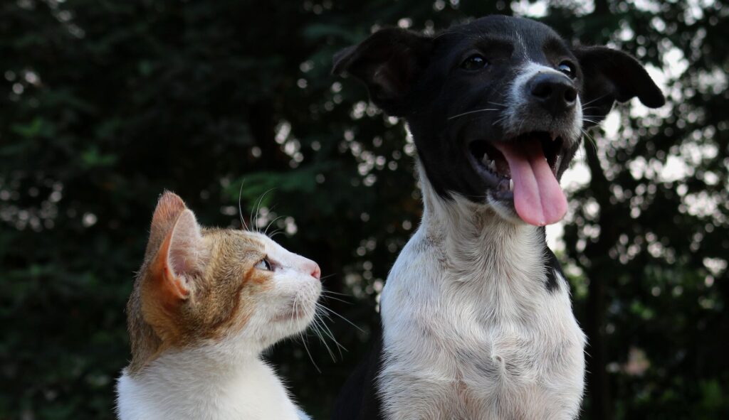 cat looking at a dog