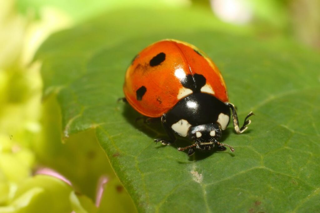 Lady bug