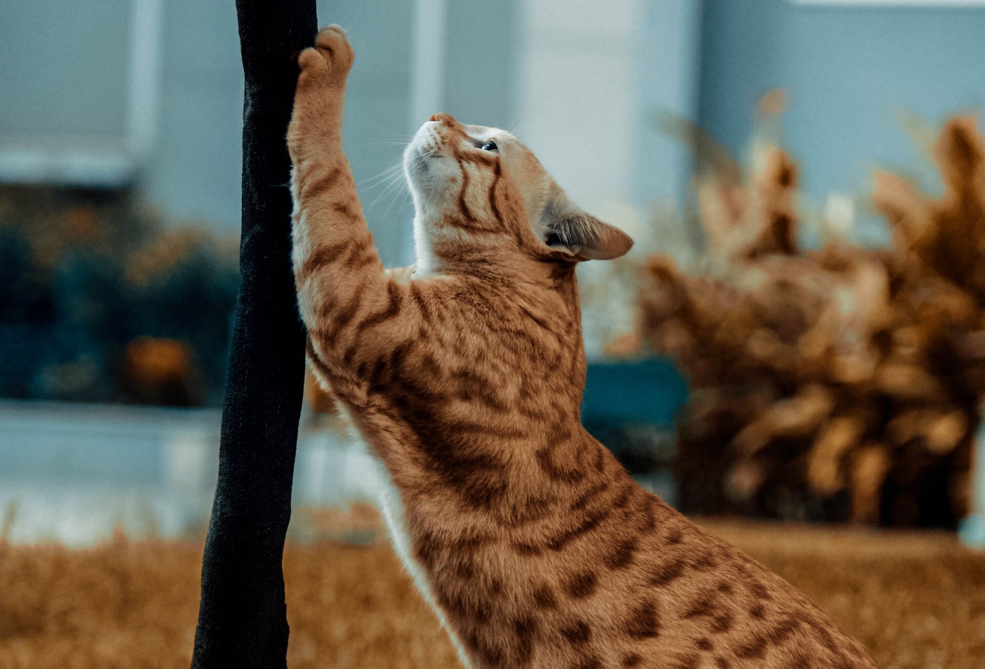 Orange tabby cat scratching a tree