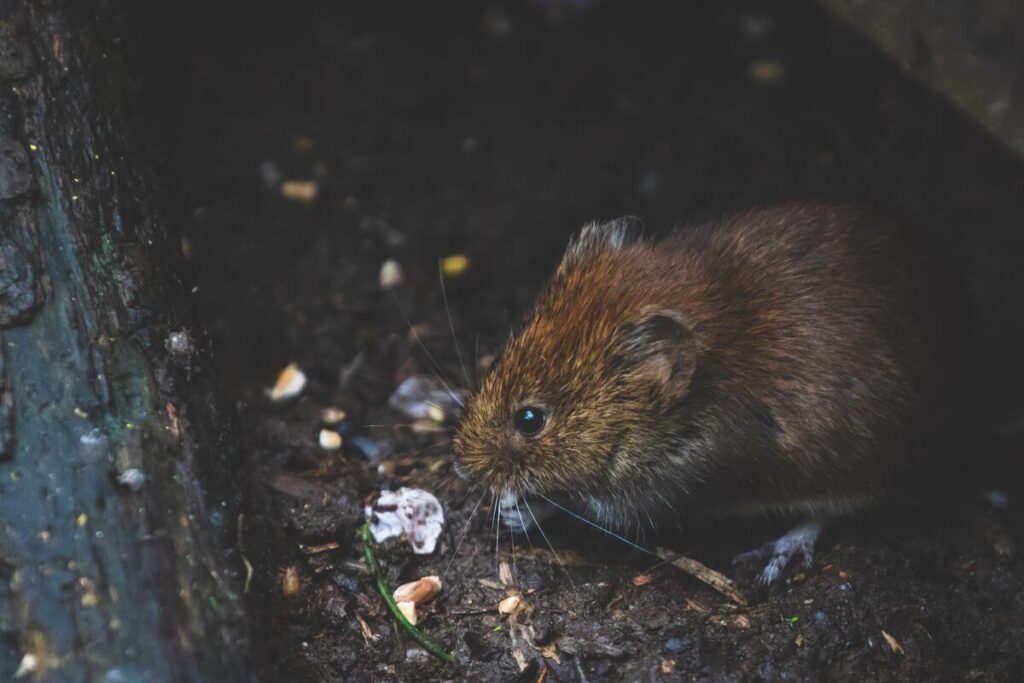 Rodent in a gutter