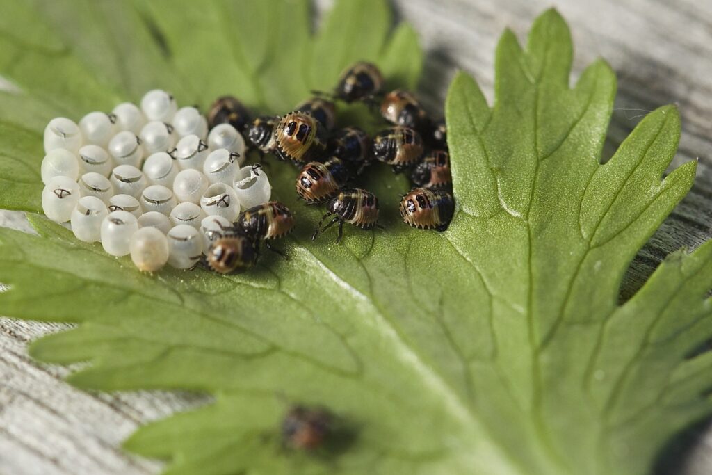 Bugs hatching from eggs