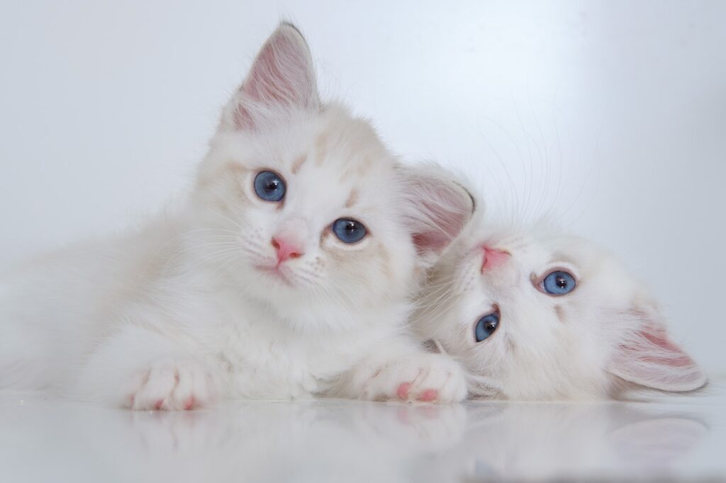 Two white kittens